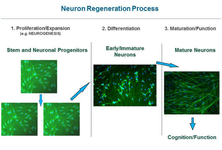 Neurogenesis & Neuron Regeneration - Neuronascent, Inc.